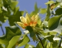 Liriodendron tulipifera image