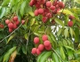 Litchi chinensis image