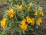 Lithospermum canescens image