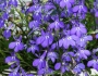 Lobelia erinus image