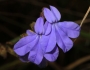 Lobelia glandulosa image