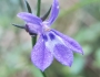 Lobelia puberula image