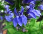 Lobelia siphilitica image