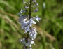 Lobelia spicata image