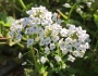 Lobularia maritima image