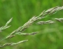 Lolium arundinaceum image