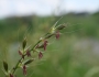 Lolium multiflorum image