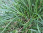 Lolium perenne image