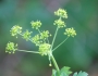 Lomatium californicum image