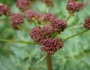 Lomatium dissectum image