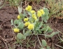 Lomatium nudicaule image