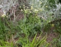 Lomatium triternatum image