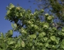 Lonicera albiflora image