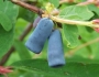 Lonicera caerulea image