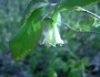 Lonicera canadensis image