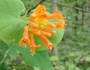 Lonicera ciliosa image