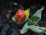 Lonicera dioica image