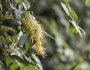Lonicera macrantha image