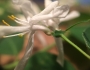 Lonicera morrowii image