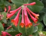 Lonicera sempervirens image