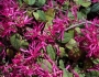 Loropetalum chinense image