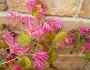 Loropetalum chinense var. rubrum image