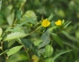 Ludwigia alternifolia image