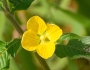 Ludwigia octovalvis image