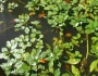Ludwigia repens image