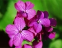 Lunaria annua image