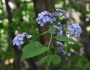 Lunaria rediviva image