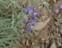 Lupinus argenteus image