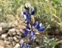 Lupinus bicolor image