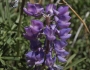 Lupinus caudatus subsp. caudatus image