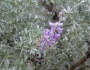 Lupinus chamissonis image