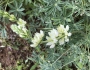 Lupinus densiflorus image