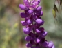 Lupinus excubitus image