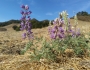Lupinus formosus image
