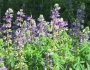 Lupinus latifolius image