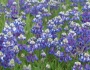 Lupinus nanus image