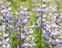 Lupinus perennis image