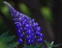 Lupinus polyphyllus image
