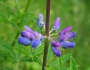 Lupinus rivularis image