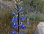 Lupinus sparsiflorus image