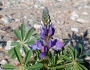 Lupinus succulentus image