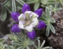 Lupinus variicolor image