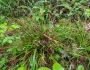 Luzula acuminata image