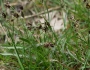 Luzula campestris image