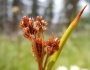 Luzula comosa image