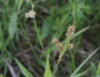 Luzula multiflora image